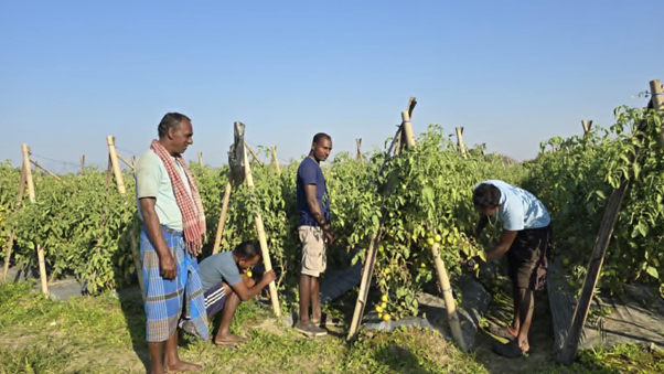 बारीबाट बजारसम्म, तरकारीले ल्याएको परिवर्तन