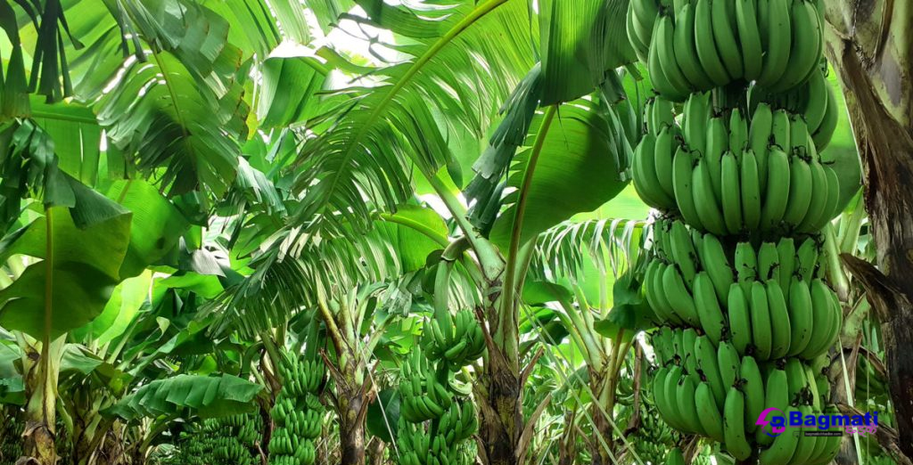 जैमिनीमा १४० रोपनी बाँझो जग्गामा केराखेती