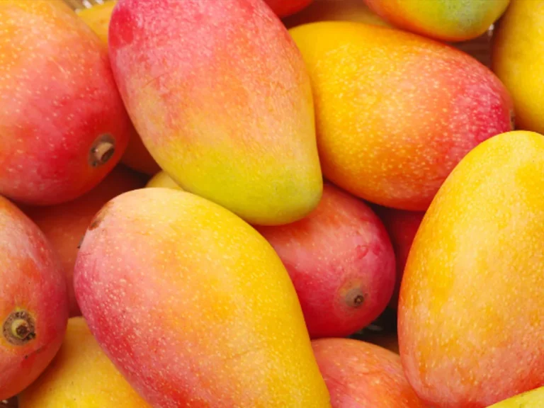 आँपको मूल्य घट्यो