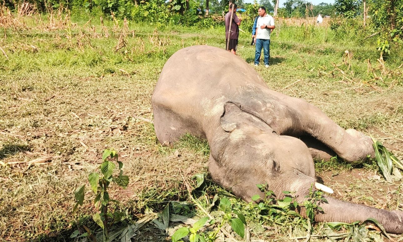 सुनसरीको बराहक्षेत्रमा जङ्गली हात्ती मृत फेला