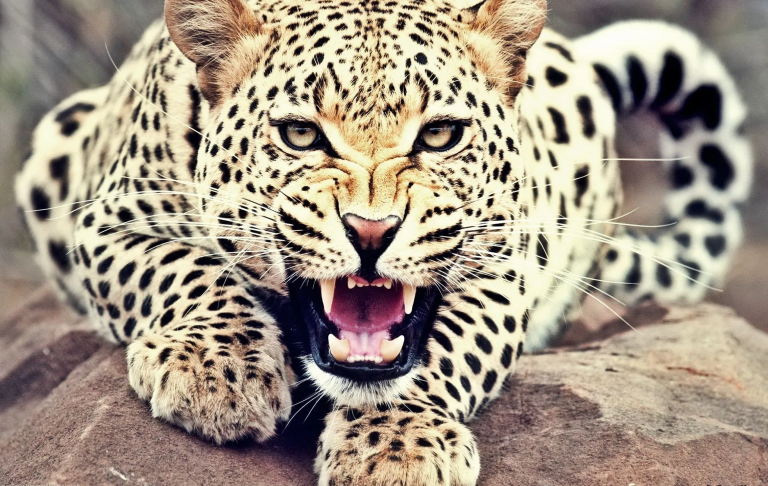 मुस्ताङको तीन पालिकामा हिउँ चितुवा सर्वेक्षण