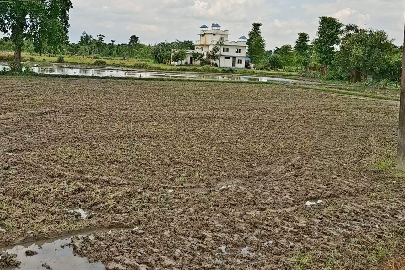 झापामा पर्याप्त वर्षा नहुँदा रोपाइँ प्रभावित