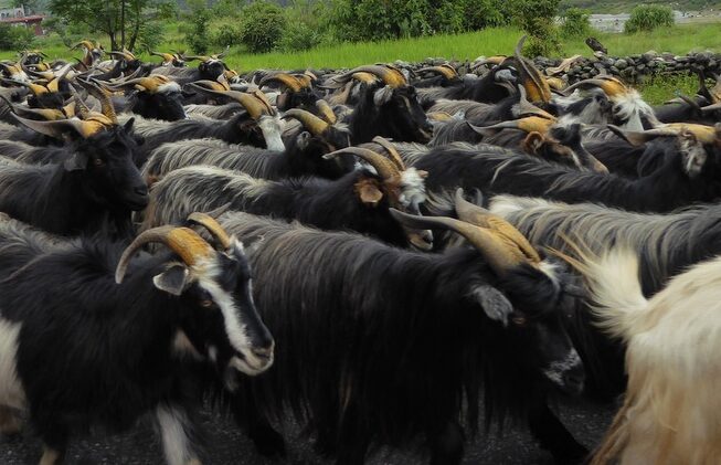 भक्तपुरको सल्लाघारी ल्याइयो भेँडा च्याङ्ग्रा