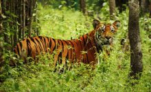 मुस्ताङमा चार वर्षमा वन्यजन्तुको आक्रमणबाट २३९ पशुधन क्षति