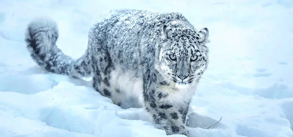 मुस्ताङमा हिउँ चितुवाको सर्वेक्षण सुरु