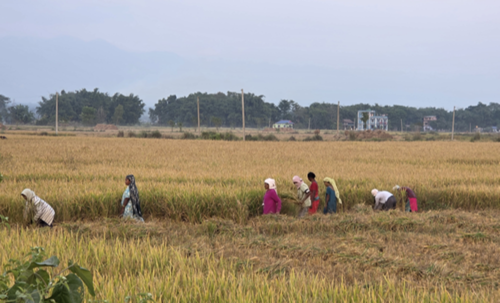 बेमौसमी वर्षाले सुनसरीमा धान उत्पादनमा ५ हजार ३९२ मेट्रिकटनको गिरावट