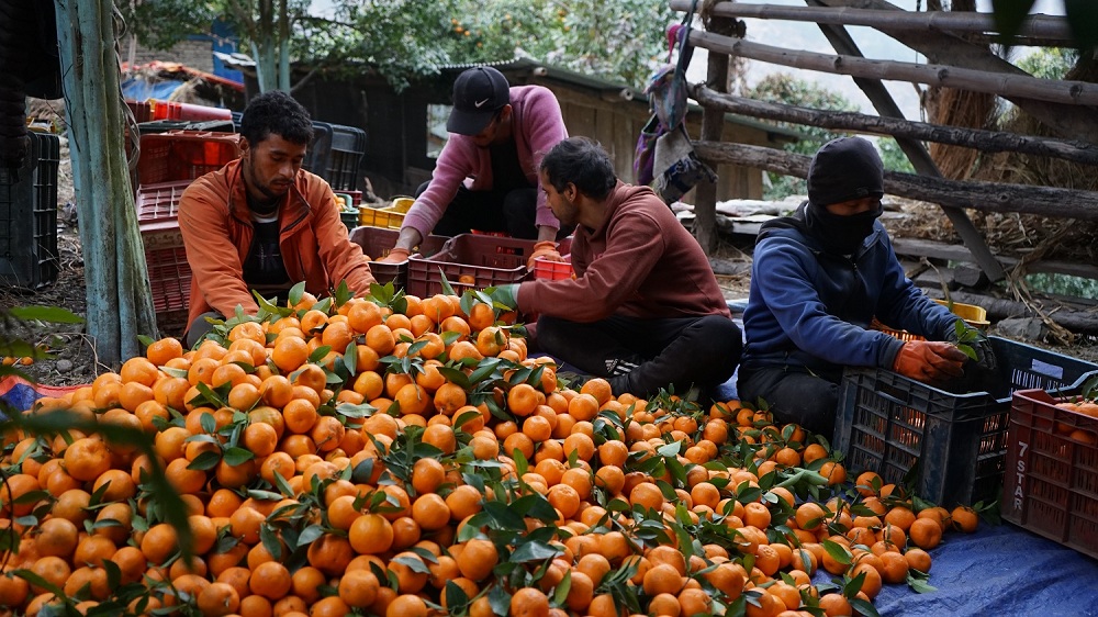 म्याग्दीका किसान माघ लागेपछि बल्ल सुन्तला टिप्न थाले