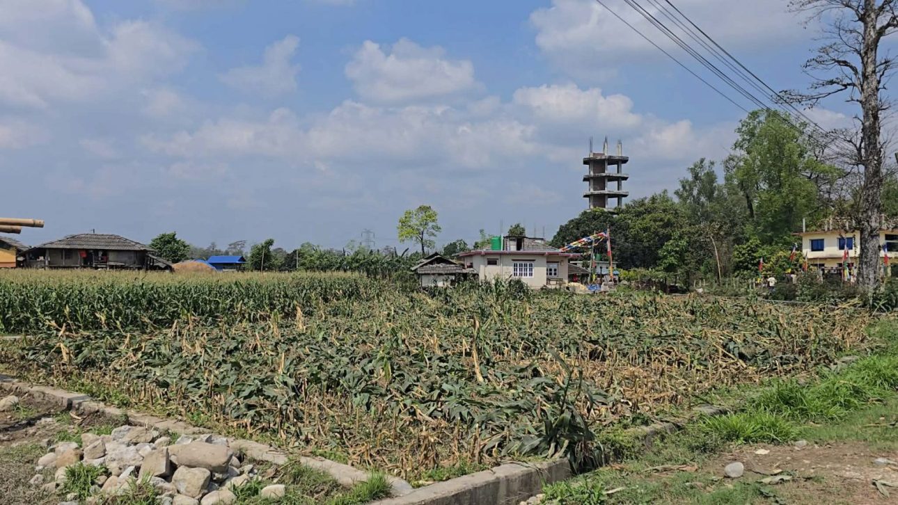 बेमौसमी वर्षा र असिनाले रौतहटका किसानलाई करोडौँको क्षति