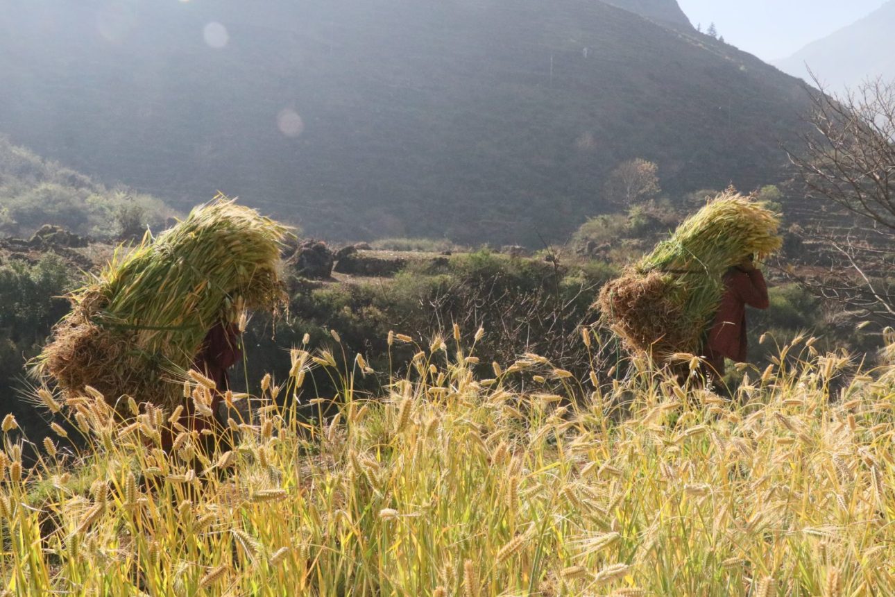 समयमै परेको पानीले रुकुम पूर्वका किसानलाई राहत