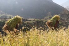 समयमै परेको पानीले रुकुम पूर्वका किसानलाई राहत