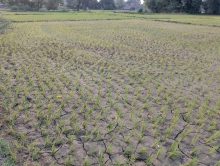 दुई सातादेखि वर्षा नहुँदा पश्चिम नवलपरासीमा खडेरी, धानका बिरुवा सुक्न थालेपछि किसान चिन्तित