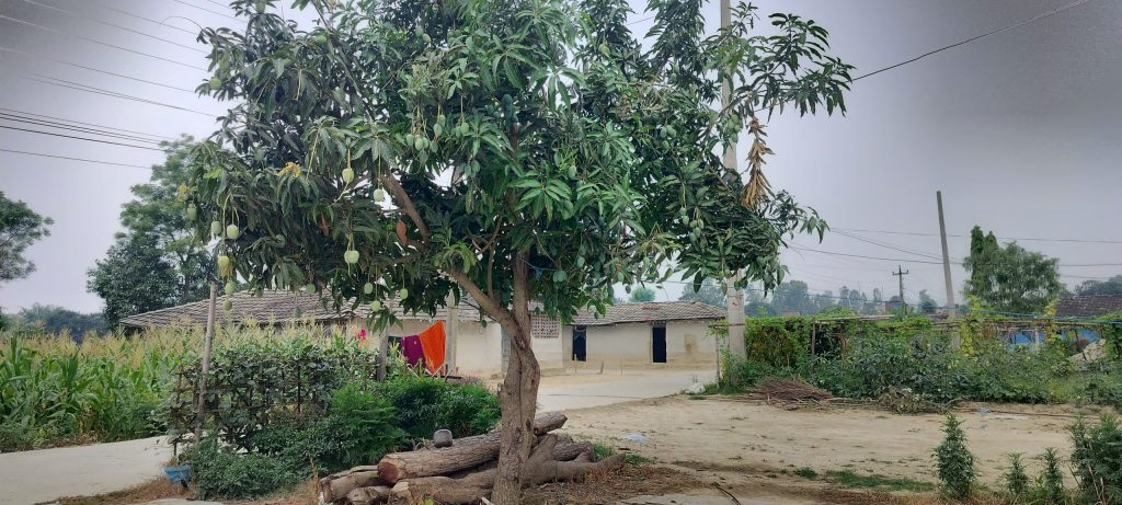 महोत्तरीमा एउटै आँपको बोटमा मालदह र दशहरी फल्दा किसान दंग